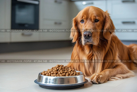 The big dog sits on the floor in the bright kitchen near the bowl of dry food. Большой пес сидит на полу в светлой кухне рядом с миской сухого корма. Стоковое AI-изображение, AI-художник Katsiaryna Repich / Фотобанк Лори