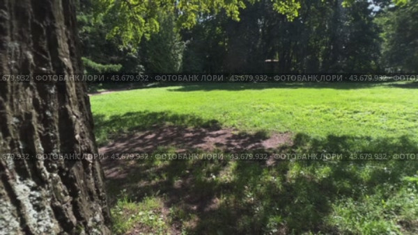 The camera pulls out from behind a tree trunk onto a sunny forest clearing with a path. Стоковое видео, видеограф Ярославский Максим / Фотобанк Лори