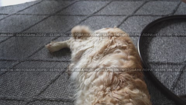 The camera shows the dog's tail and muzzle. A tired curly-haired Labrador lies full-length on a gray rug and wags his tail. The pet is tired, the dog is resting. Стоковое видео, видеограф Darya Komarova / Фотобанк Лори