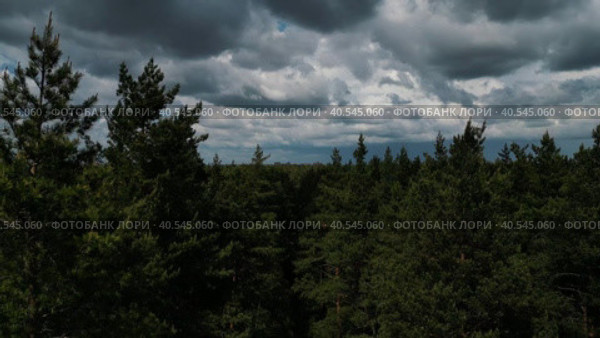 The camera takes off over the tops of a pine forest in cloudy weather and a panorama opens. The greatness of the green forest. Стоковое видео, видеограф Ярославский Максим / Фотобанк Лори