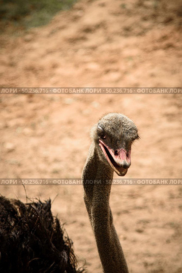 The closed op of ostrich  at safari zoo. Стоковое фото, агентство Ingram Publishing / Фотобанк Лори