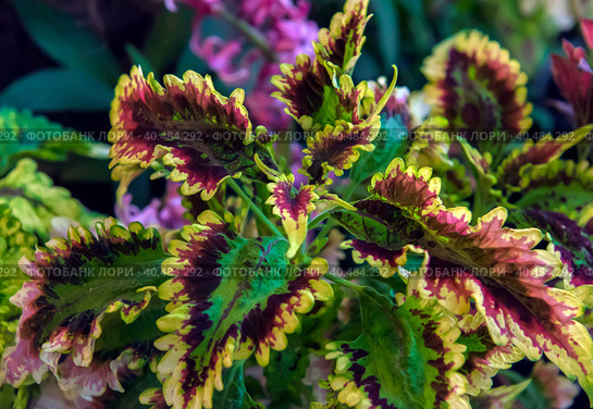 The Coleus blumei plant has very colorful foliage. Стоковое фото, фотограф Анна Кривицкая / Фотобанк Лори