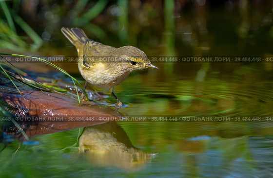 The Common chiffchaff bird stands on a rock sticking out of a pond and looks at its reflection. Стоковое фото, фотограф Игорь Кляхин / Фотобанк Лори