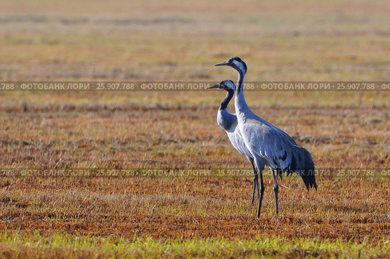 The common cranes (Grus grus), also known as the Eurasian cranes, Biebrzanski National Park, Poland. Стоковое фото, агентство BE&W Photo / Фотобанк Лори