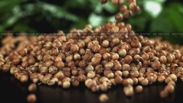 The coriander falls on the table. Filmed on a high-speed camera at 1000 fps. Стоковое видео, видеограф Артем Шадрин / Фотобанк Лори