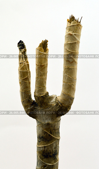 The dry stem the plant. Стоковое фото, фотограф Дмитрий Родин / Фотобанк Лори