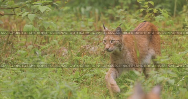 The Eurasian lynx (Lynx lynx) in the forest. Стоковое видео, видеограф Андрей Армягов / Фотобанк Лори