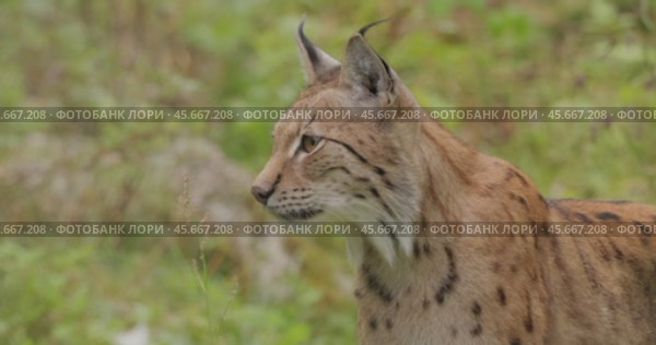 The Eurasian lynx (Lynx lynx) in the forest. Стоковое видео, видеограф Андрей Армягов / Фотобанк Лори