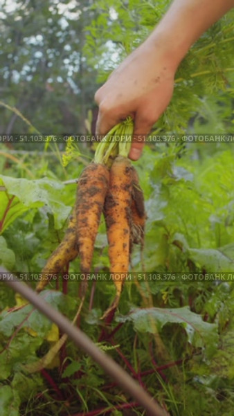 The farmer holds several freshly harvested carrot roots by the tops and gently shakes them to remove the damp soil, cleaning them. Стоковое видео, видеограф Strunov David / Фотобанк Лори