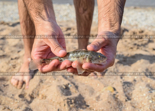 The fish is a bull in the hands. Benthic inhabitant of coastal waters. Стоковое фото, фотограф Леонид Еремейчук / Фотобанк Лори