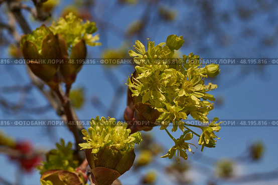 The flower buds of the holly maple are blooming (lat. Acer platanoides). Holly maple is a woody plant species of the genus Maple (Acer) of the Sapindaceae family. Стоковое фото, фотограф Андрей Жигальцов / Фотобанк Лори
