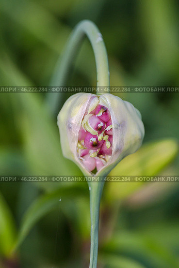 The garlic blossoming. An arrow of garlic with the ripening seeds a close up horizontally. Стоковое фото, фотограф Ольга Сейфутдинова / Фотобанк Лори