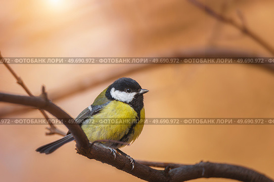The great tit sitting on tree branch. Стоковое фото, фотограф Корнеев Вячеслав / Фотобанк Лори