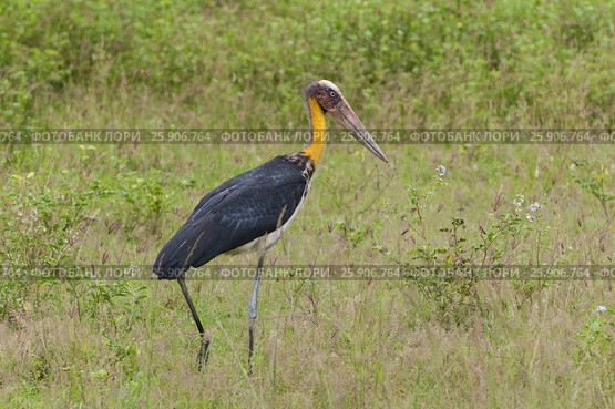 The greater adjutant (Leptoptilos dubius) a member of the stork family, Ciconiidae. Yala National park, Sri Lanka. Стоковое фото, агентство BE&W Photo / Фотобанк Лори