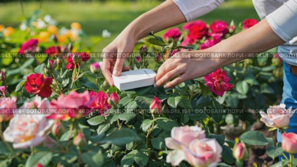The hand, caring for bright pink bushes in a colorful garden stage, with a smart light sensor and humidity. Стоковое AI-видео, аниматор Zakharova Natasha / Фотобанк Лори