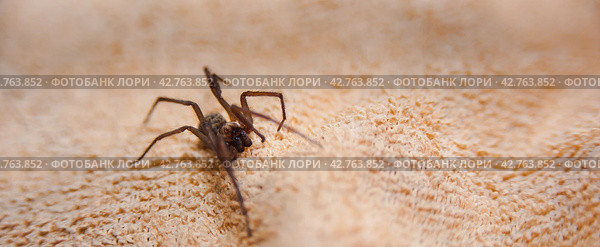 The house spider Tegenaria domestica is a species of spider from the funnel web family (Agelenidae), a close relative of the American house spider Tegenaria agrestis. Стоковое фото, фотограф Evgenii Predibailo / Фотобанк Лори