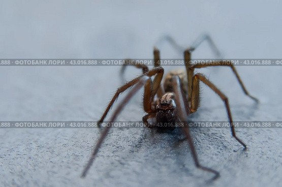 The house spider Tegenaria domestica is a species of spider from the funnel web family (Agelenidae), a close relative of the American house spider Tegenaria agrestis. Стоковое фото, фотограф Evgenii Predibailo / Фотобанк Лори