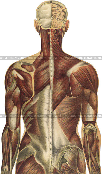 The human body with superimposed colored plates by Julien Bougle. Стоковое фото, фотограф National Library of Medicine/Stocktrek/Stocktrek Images / ТАСС / Фотобанк Лори