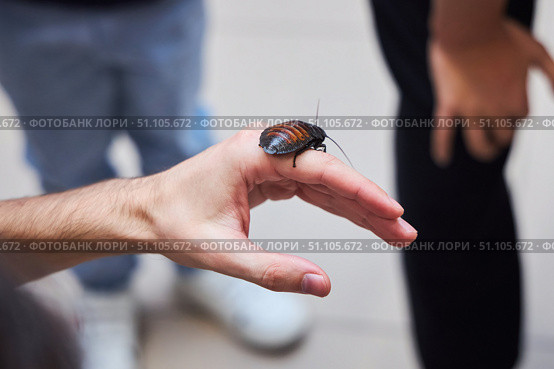 The insect is a Madagascar cockroach or beetle on a person's arm. Animals of our planet. Стоковое фото, фотограф Наталия Кирсанова / Фотобанк Лори