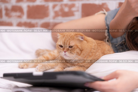 The intelligent Persian cat is staring at the favorites on the tablet screen. Стоковое фото, агентство Ingram Publishing / Фотобанк Лори