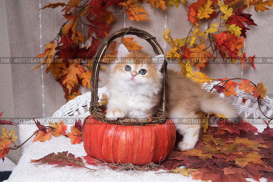The kitten breed British shorthair, Golden Chinchilla color, climbed into a pumpkin-like basket. Background of autumn leaves. Halloween celebration. Стоковое фото, фотограф Ирина Кожемякина / Фотобанк Лори