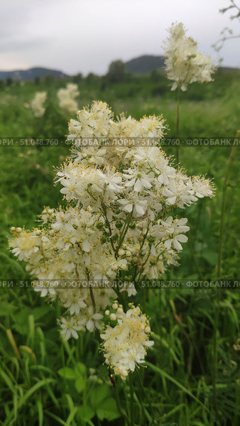 The Labaznik plant in the wild. Folk and natural medicine. Стоковое фото, фотограф Наталия Кирсанова / Фотобанк Лори