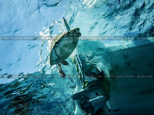 the loggerhead sea turtle is threatened by the impact screw sailing ship in the sea. Стоковое фото, фотограф Оксана Медведева / Фотобанк Лори