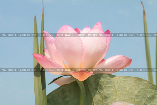 The lotus flower. Valley of lotuses. Akhtanizovsky estuary. Krasnodarskiy kray. Стоковое фото, фотограф Photojuli / Фотобанк Лори