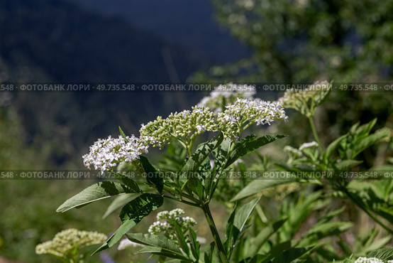 The medicinal herbs Dwarf elder (Sambucus ebulus) close-up. Стоковое фото, фотограф Татьяна Ляпи / Фотобанк Лори
