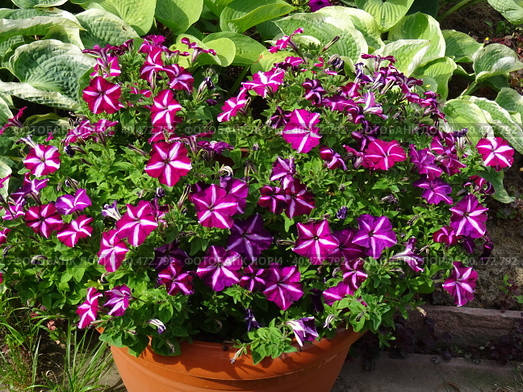 The most luxurious petunia in bloom "Gioconda pink and white F1" , a garden in the Moscow region, July 2022. Стоковое фото, фотограф Elena Lisanina / Фотобанк Лори