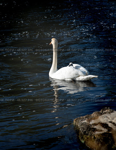 The mute swan with cygnet on the river Liffey on spring time, Celbridge, Ireland. Стоковое фото, фотограф Татьяна Кахилл / Фотобанк Лори