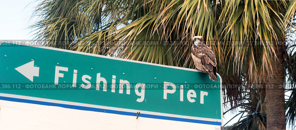 The osprey sits on the road sign "Fishing pier", Florida, USA (2018 год). Стоковое фото, фотограф Ирина Кожемякина / Фотобанк Лори