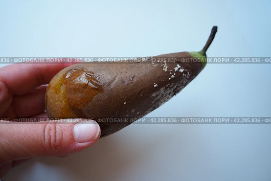The pear became moldy. A mold or mould. The dust-like, colored appearance of molds is due to the formation of spores containing fungal secondary metabolites. Perishable food products. White background. Стоковое фото, фотограф Юлия Петровская / Фотобанк Лори