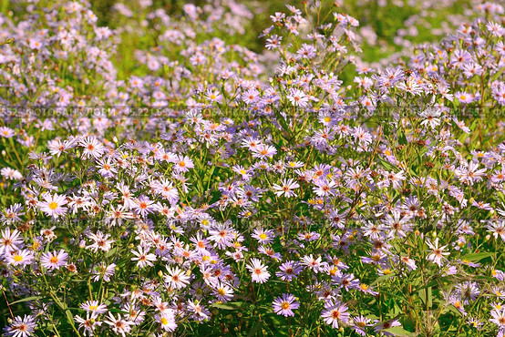 The Perennial pink asters in the garden. Стоковое фото, фотограф Володина Ольга / Фотобанк Лори