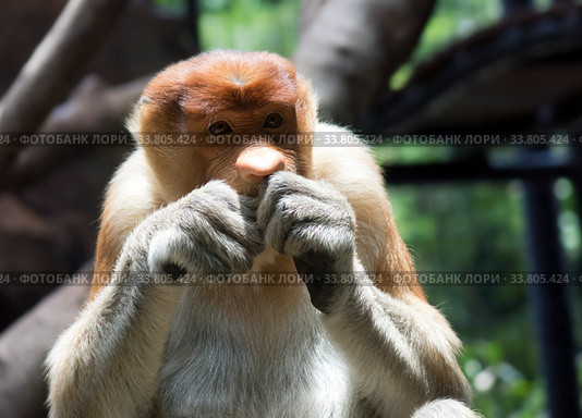The proboscis monkey (Nasalis larvatus) or long-nosed monkey (2020 год). Стоковое фото, фотограф Куликов Константин / Фотобанк Лори