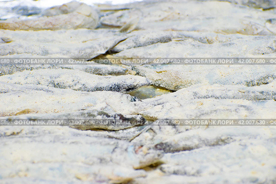 The process of cooking capelin in the oven. decomposed fish on a baking sheet. close-up. Стоковое фото, фотограф Антон Вахрушев / Фотобанк Лори
