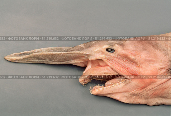 The protrusile jaw of a deep water goblin shark ((Mitsukurina owstoni). VW Pics/Stocktrek Images/TASS. Стоковое фото, агентство ТАСС / Фотобанк Лори