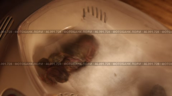 The quail chicks in the incubator are dried immediately after hatching from the egg. Стоковое видео, видеограф Кутина Татьяна / Фотобанк Лори