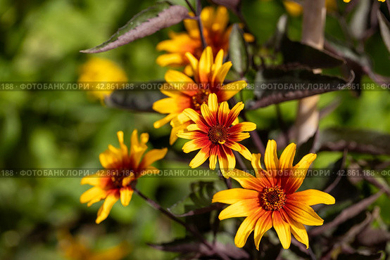 The red and orange false sunflower, Heliopsis helianthoides 'Bleeding Hearts' in bloom. Стоковое фото, фотограф Ольга Сейфутдинова / Фотобанк Лори