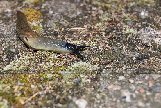 The slug Krynickillus melanocephalus crawls along the paths in the garden. The slug Krynickillus melanocephalus is a terrestrial gastropod mollusk of the order pulmonate snails of the family Agriolimacidae. Стоковое фото, фотограф Андрей Жигальцов / Фотобанк Лори