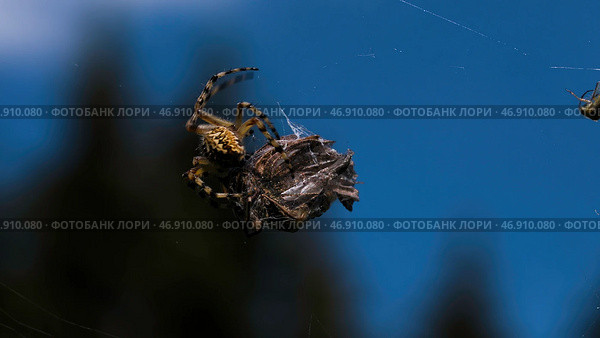 The spider is trying to move a large dry object on its web against the background of the blue daytime sky. Стоковое фото, фотограф David Kashakhi / Фотобанк Лори