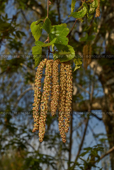 The stamen earrings of the birch bloomed in early spring before the leaves appeared. Стоковое фото, фотограф Андрей Жигальцов / Фотобанк Лори