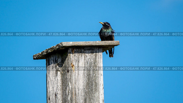 The starling sits on the birdhouse against the background of the blue sky. Стоковое фото, фотограф Igor Skripachev / Фотобанк Лори
