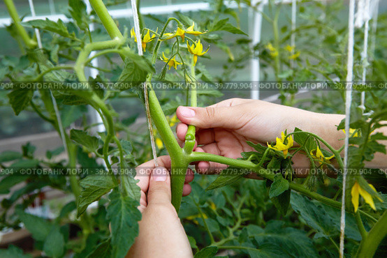 The woman's hands form bushes of flowering tomato plants, prune the side shoots. Стоковое фото, фотограф Виктория Тельминова / Фотобанк Лори