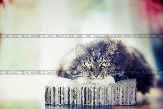 Thick fluffy cute cat lies and looks dreamily at camera. Стоковое фото, агентство Ingram Publishing / Фотобанк Лори
