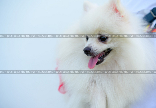 This is a Pomeranian dog. Small dog breeds The eyes are large and slightly bulging, the nose is black and round, and the fur is long and fluffy all over the body. They are intelligent, upright and cheerful. Стоковое фото, агентство Ingram Publishing / Фотобанк Лори