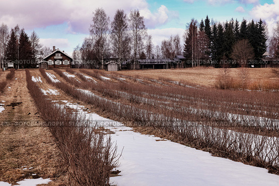 Through the Snow Melts in Springtime at a Karelian Farm. Стоковое фото, фотограф Aleksandr Golubev / Фотобанк Лори