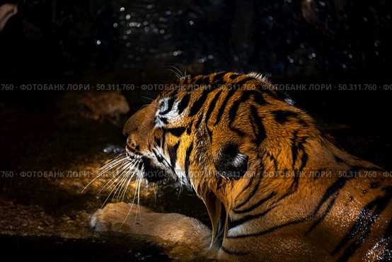 tiger wildlife mammal predator, wild carnivore animal, bengal tiger showing in zoo. Стоковое фото, агентство Ingram Publishing / Фотобанк Лори