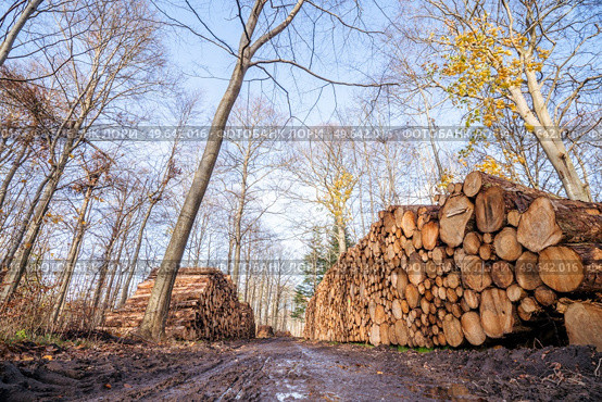 Timber stacked in a muddy forest in the fall on a bright day with blue sky. Стоковое фото, агентство Ingram Publishing / Фотобанк Лори