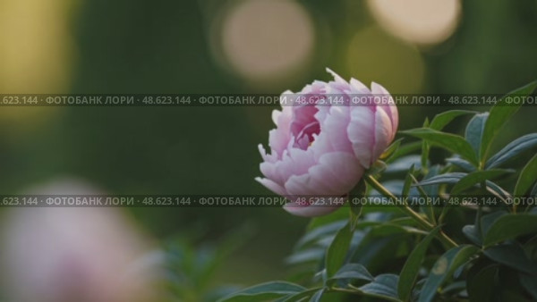 Timelapse blooming peony flower in lush greenery. Стоковое AI-видео, аниматор Башкирова Анна / Фотобанк Лори